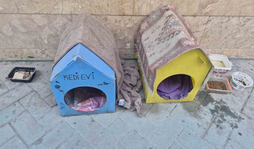 Kediler için yaptığı evler için vicdanlara seslendi, 'Lütfen dokunmayalım'