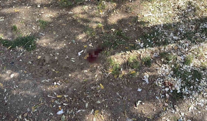 Parkta bir kişiyi döner bıçağıyla yaralayan saldırgan yakalandı