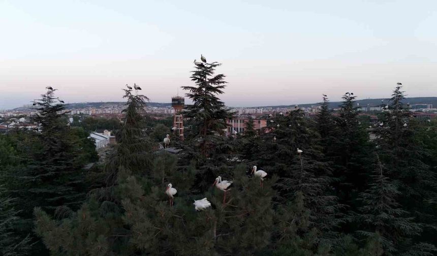 Göç yolculuğuna mola veren leylekler dron ile görüntülendi