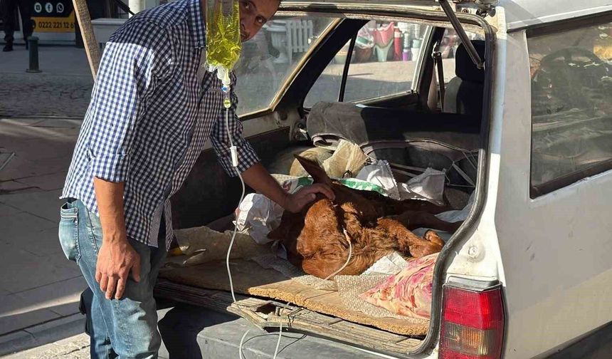Otomobil bagajında minik 'Kezban'ın' tedavisi yapıldı