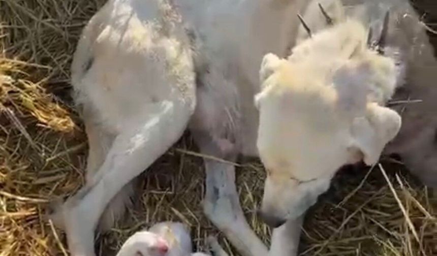 Çoban köpeği sürünün başında doğum yaptı