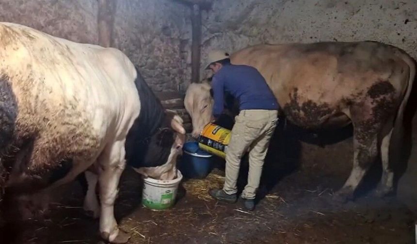 Eskişehir'in dev danaları Guinness Rekorlar Kitabı'na girmeyi bekliyor