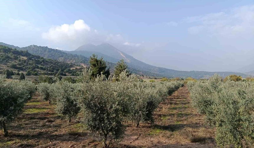 Eskişehir'in mikroklima havzasında zeytin bereketi