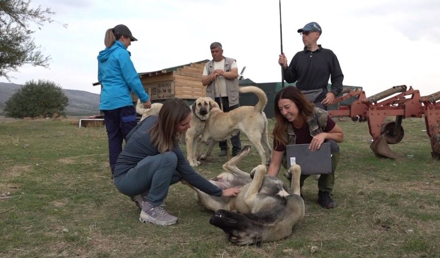 İtalyanlar Türk çoban köpeklerine hayran kaldı