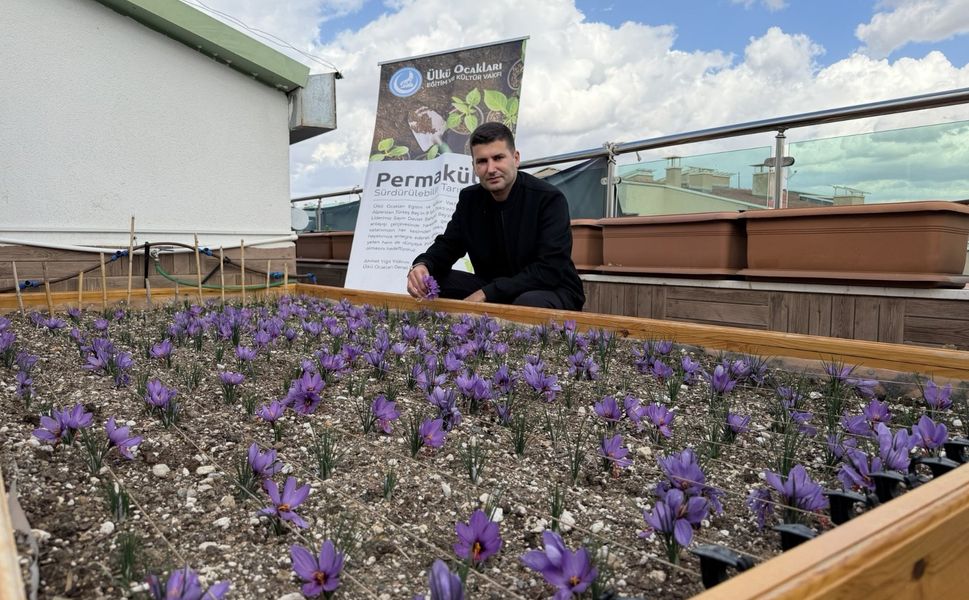 Ülkü Ocakları Genel Merkezi’nin Terasında Safran Hasadı!