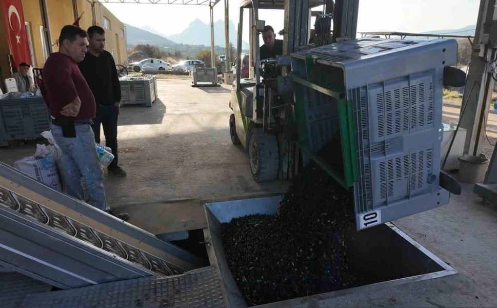 Eskişehir’in Akdeniz’inde zeytinyağının soğuk sıkım yolculuğu