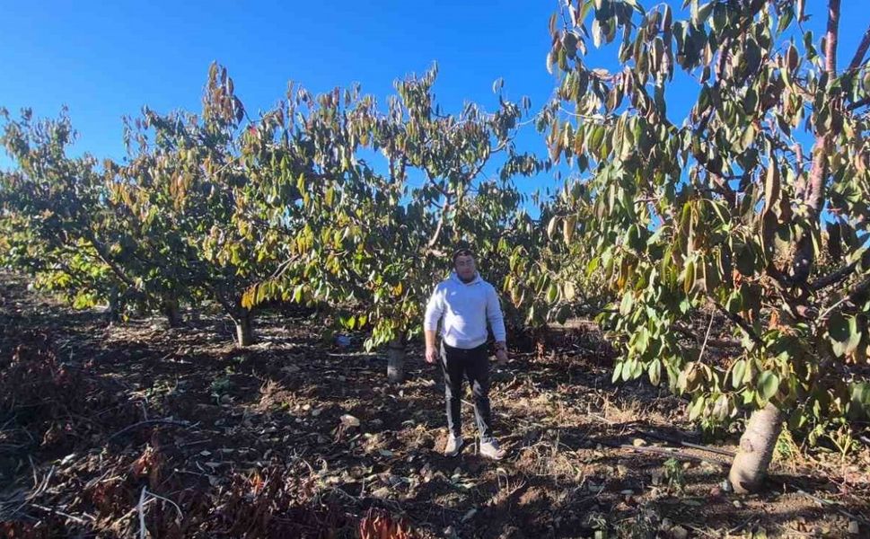 Zirai dondan etkilenen kiraz üreticisinden devlete destek teşekkürü