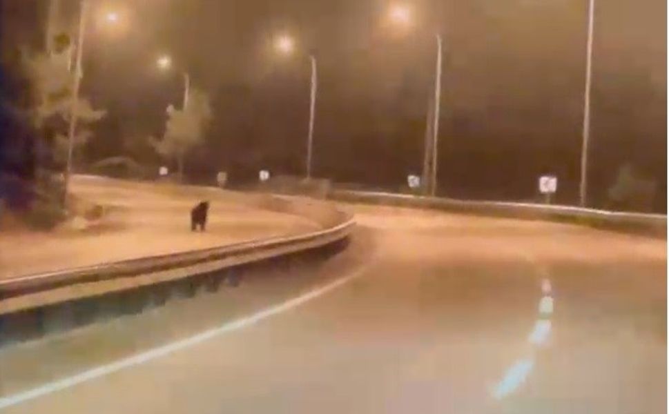 Bilecik'te ayı ana yola indi