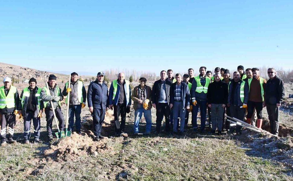 Beylikova Belediyesi bin adet karaçam fidanı dikti
