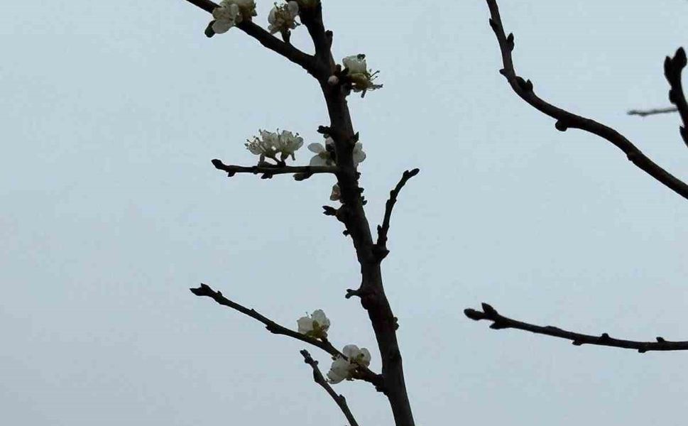 Eskişehir'de kayısı ağacı Aralık ayında çiçek açtı