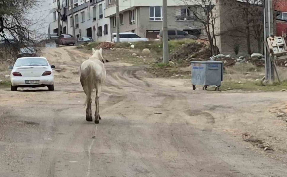 Başıboş atlar sokaklarda