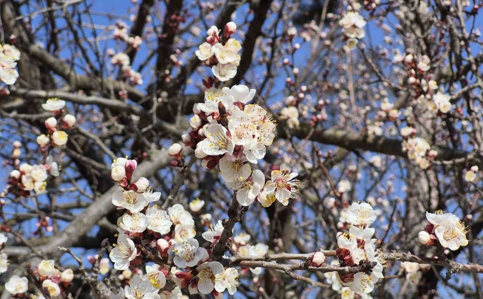 Eskişehir'de baharı müjdeleyen manzara