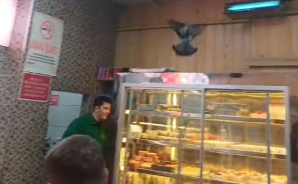 İftarda lokantaya giren güvercin ortalığı karıştırdı