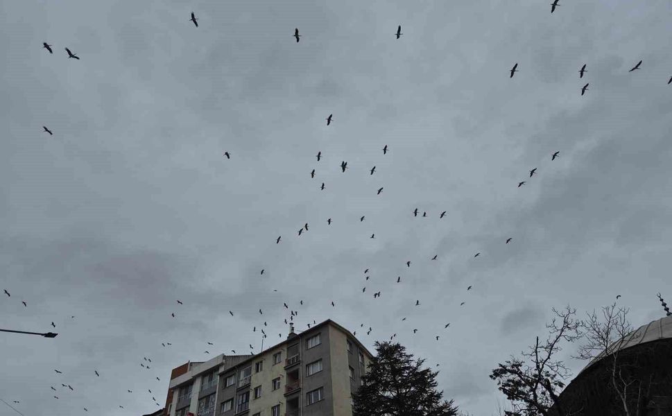 Leyleklerin gökyüzündeki dansı görsel şölen oluşturdu