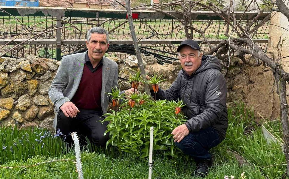 Bu laleleri gözleri gibi koruyorlar