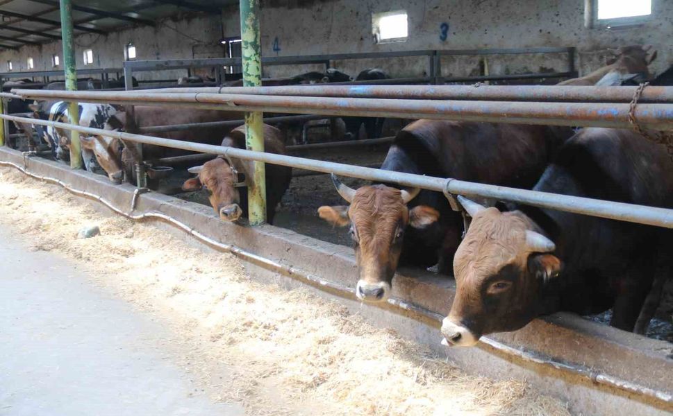 Eskişehir'de kurbanlıklar tükenmeye başladı