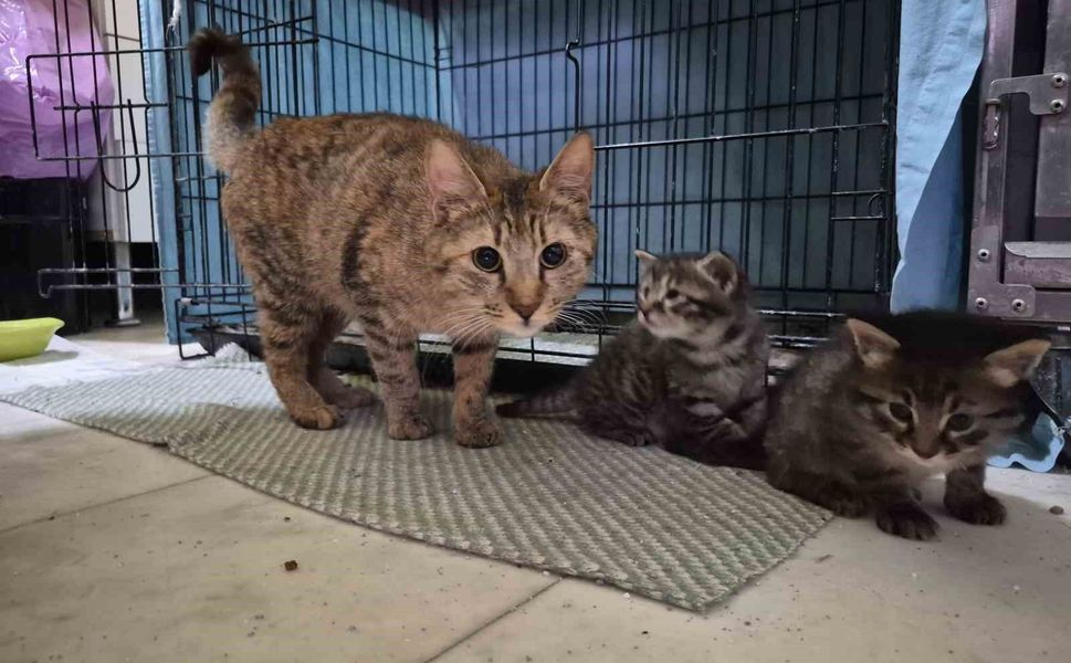 Hamile kedi sığındığı veteriner kliniğinde doğum yaptı