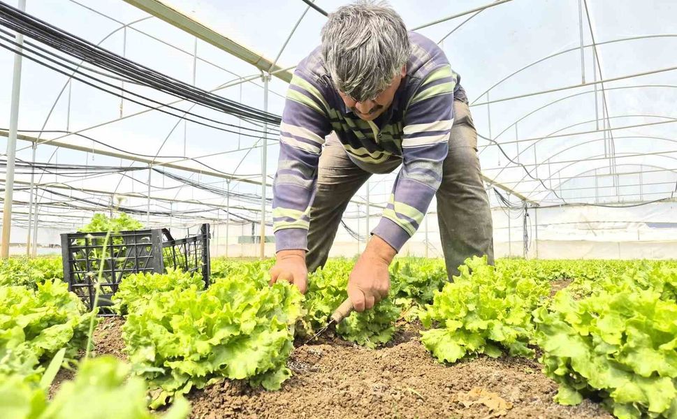 Tarlada ortalama 15 TL olan marul tezgahlarda 100 TL'ye satılıyor