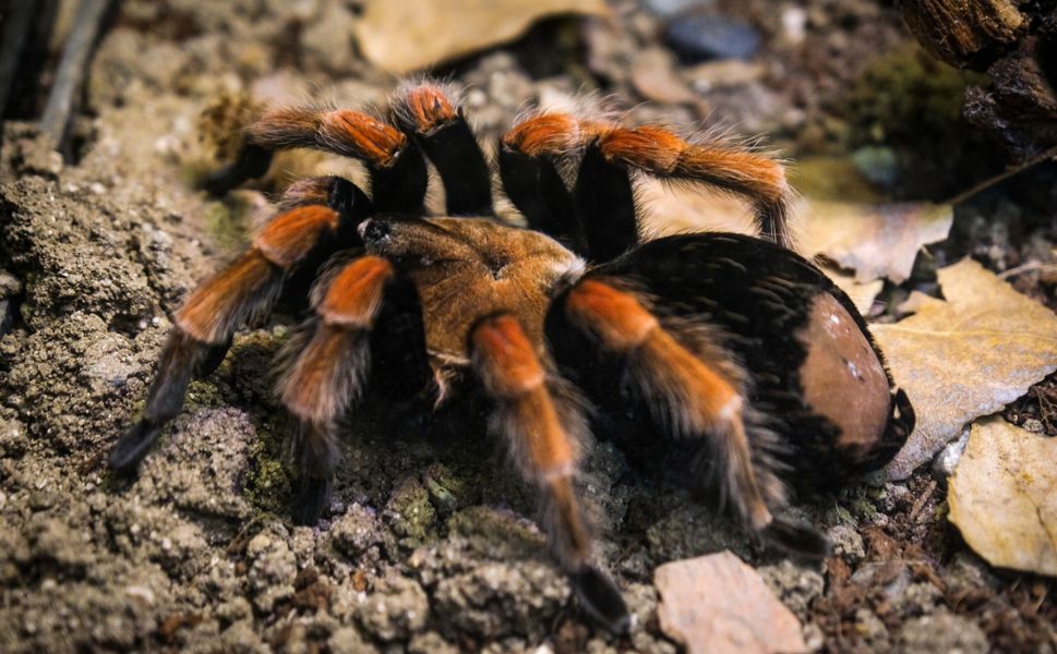 Hayvanat  Bahçesi’ne  30 Yeni Tür