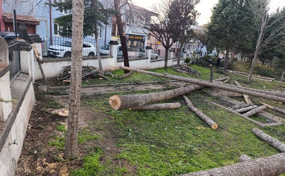 Cami Bahçesinde Kesilen 25 Ağaç Çevrecilerin Tepkisine neden oldu