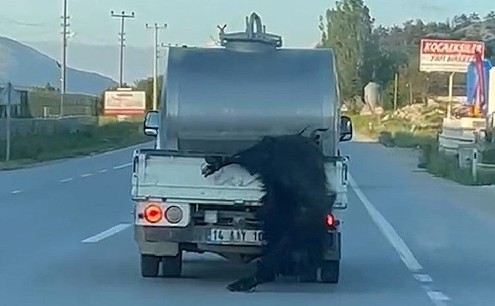 Kurbanlığı araçtan sarkıtıp kilometrelerce sürükledi