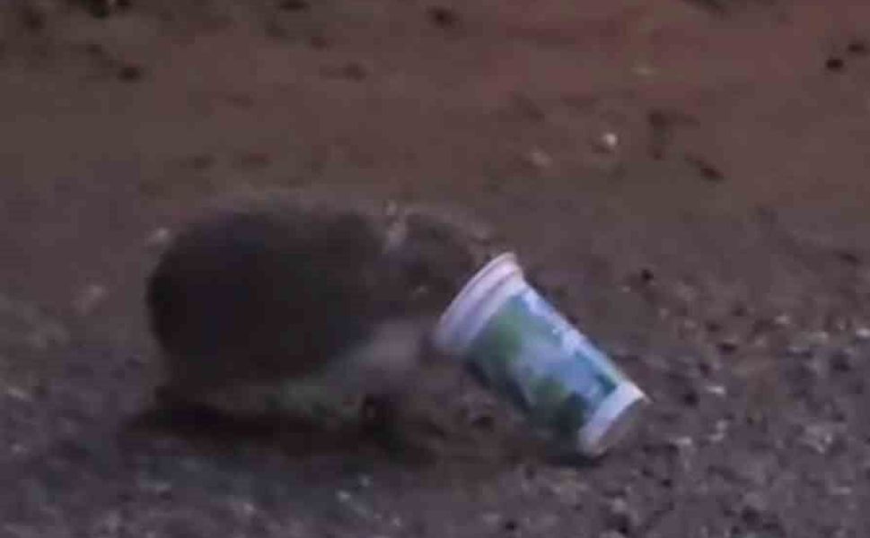 Ayran kutusuna sıkışan kirpinin zor anları kamerada