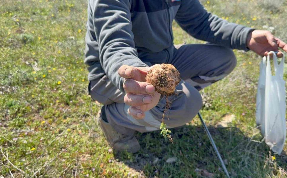 Topraktan gözünü ayırmadan 'dolaman' avı: 'Altın bulsam bu kadar sevinmem'