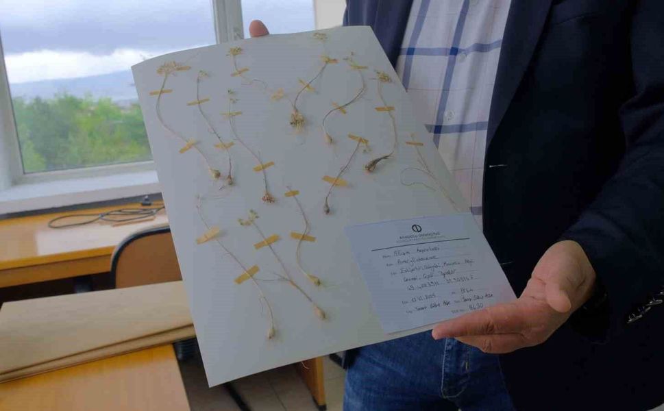 Anadolu Üniversitesi'nden dünya literatürüne iki yeni endemik tür