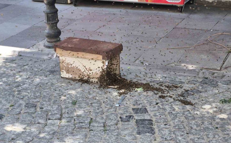 Eskişehir'de arı paniği