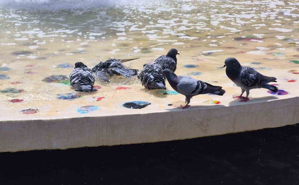 Sıcaktan bunalan güvercinler süs havuzunda serinledi