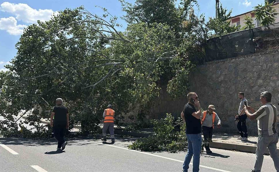Eskişehir'de devrilen ağaç kara yolunu kısmen trafiğe kapattı
