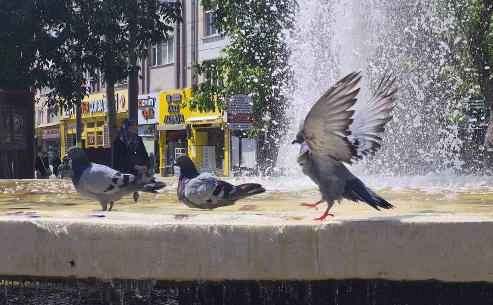 Fıskiyelerin altında kanat çırparak doyasıya serinlediler