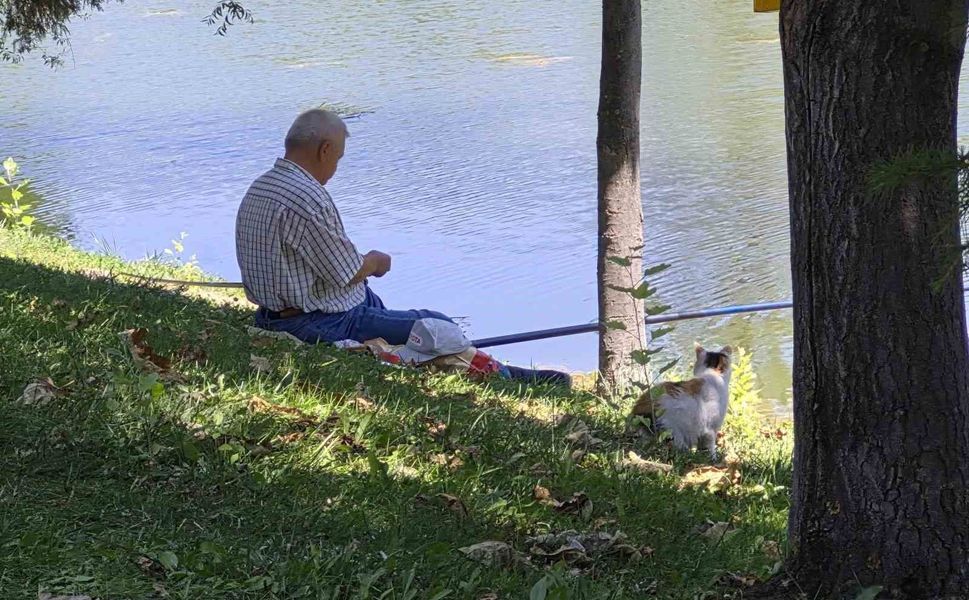 Akıllı sokak kedisi balık tutan adamın başından ayrılmadı