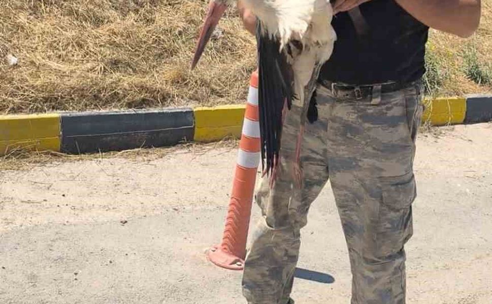 Eskişehir Büyükşehir Belediyesi çöplüğünde bacağı kırık halde bulunan leylek 4 gündür yardım bekliyor