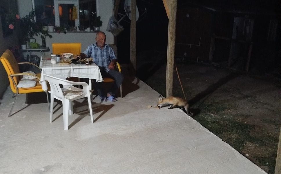 Eskişehir'de eve misafir olan tilki beslediler
