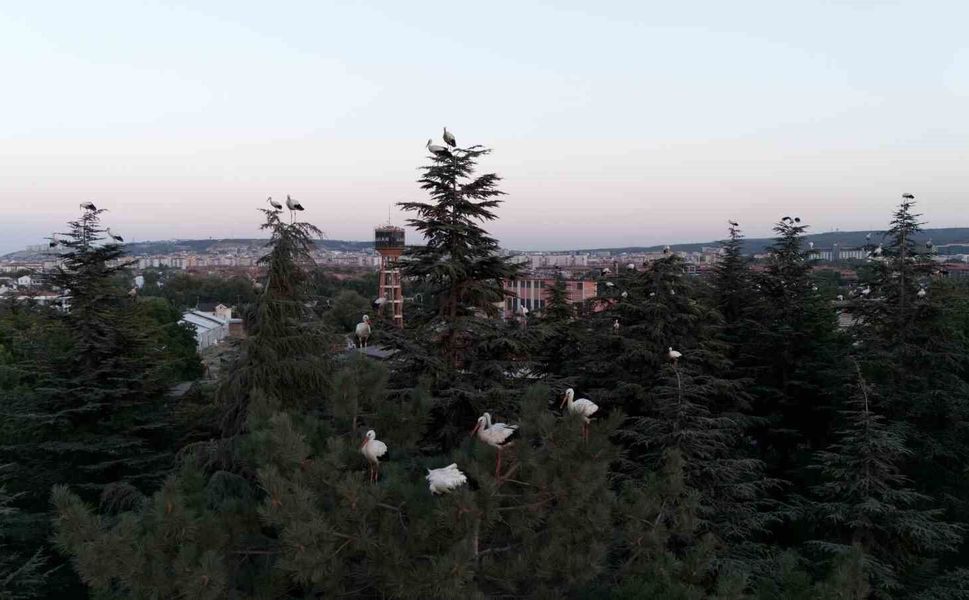 Göç yolculuğuna mola veren leylekler dron ile görüntülendi