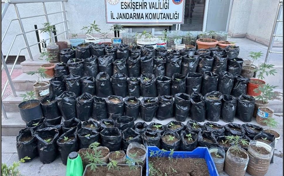 Jandarma saksılarda yetiştirilen 161 kök kenevir bitkisi ile esrar ele geçirdi