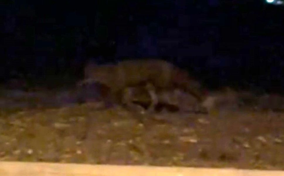 Eskişehir'de gece saatlerinde sokakta görülen tilki kamerada