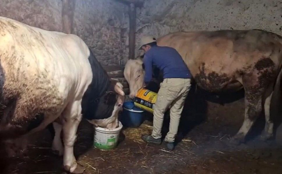 Eskişehir'in dev danaları Guinness Rekorlar Kitabı'na girmeyi bekliyor