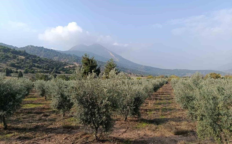 Eskişehir'in mikroklima havzasında zeytin bereketi