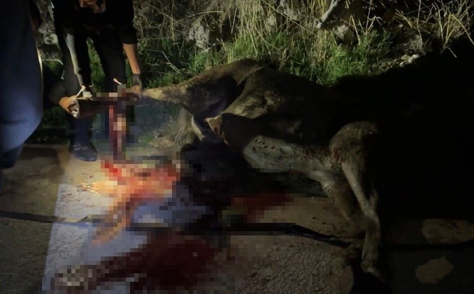 Kanalizasyon kuyusuna düşen at, tedavi edildikten sonra koruma altına alındı