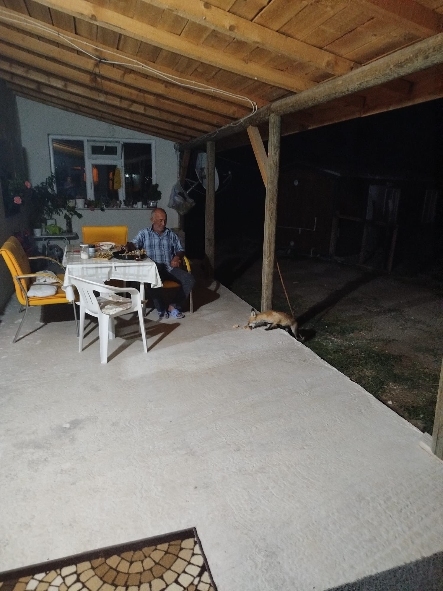 Eskişehir'de eve misafir olan tilki beslediler