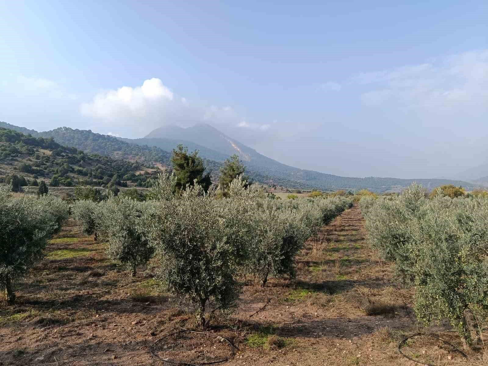 Eskişehir'in mikroklima havzasında zeytin bereketi